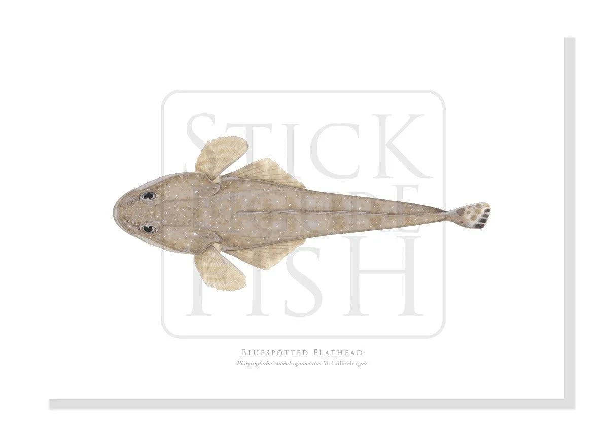 Bluespotted Flathead, Platycephalus caeruleopunctatus McCulloch 1922 - Fine Art Print