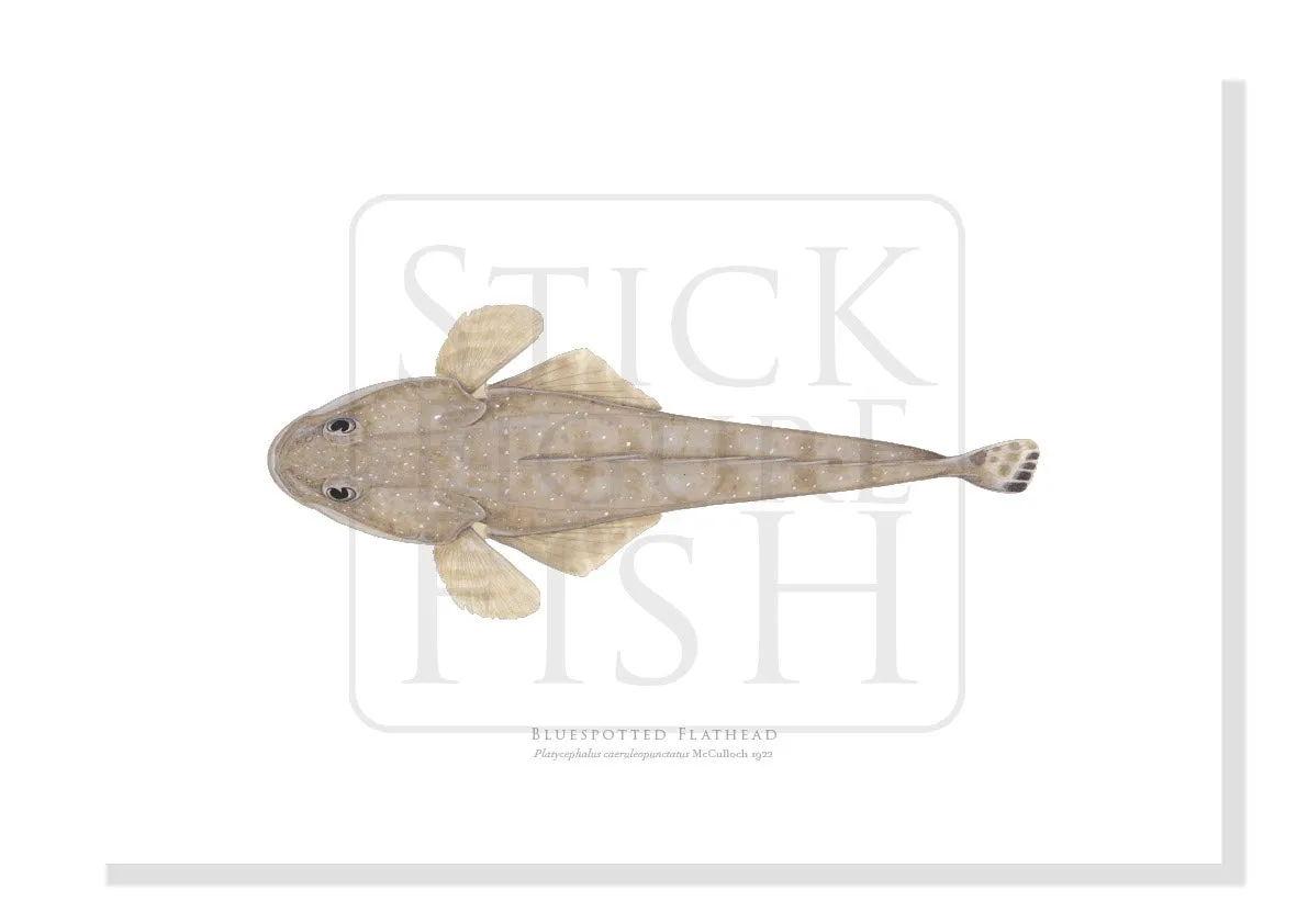 Bluespotted Flathead, Platycephalus caeruleopunctatus McCulloch 1922 - Fine Art Print