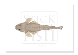 Bluespotted Flathead, Platycephalus caeruleopunctatus McCulloch 1922 - Fine Art Print