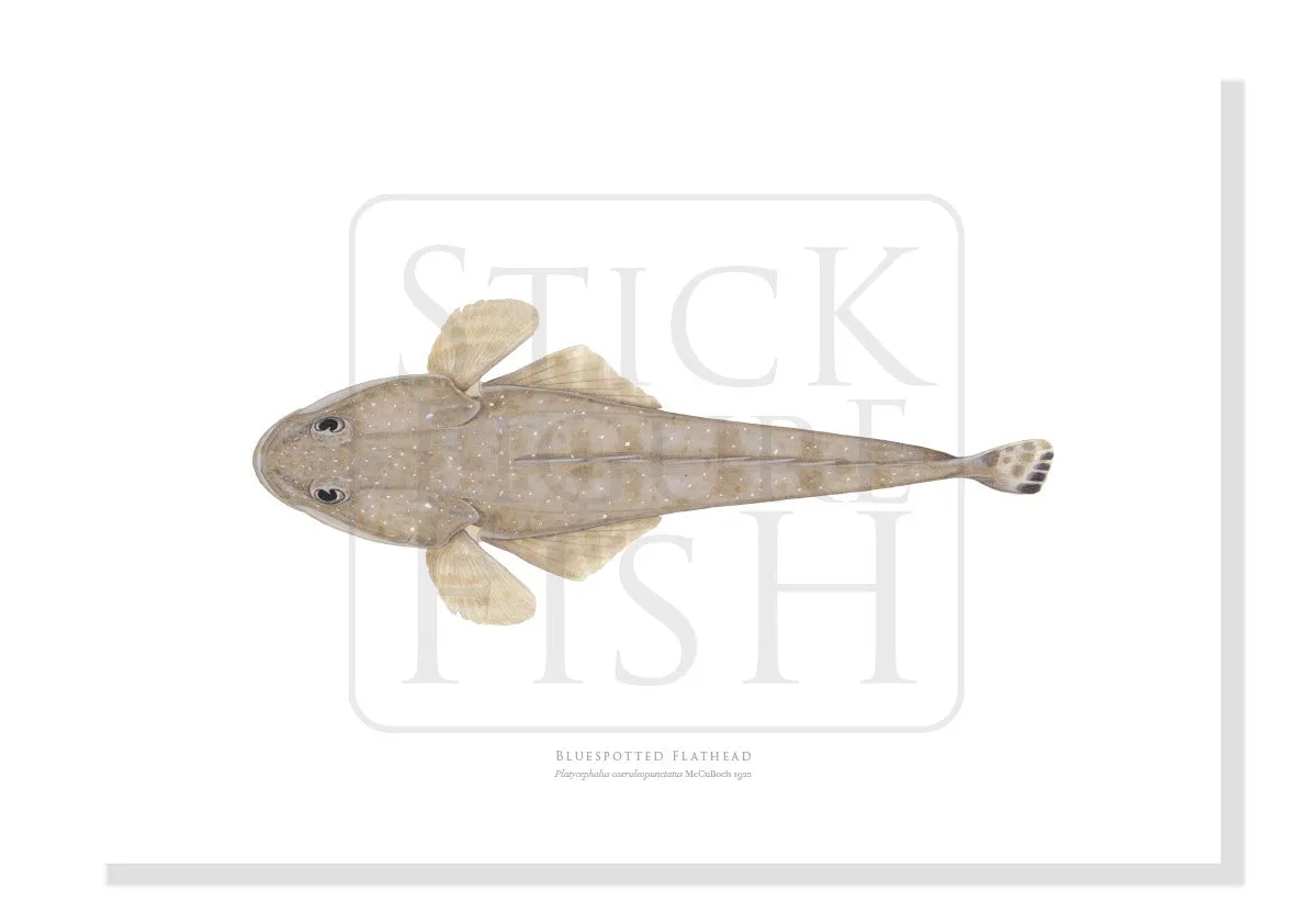 Bluespotted Flathead, Platycephalus caeruleopunctatus McCulloch 1922 - Fine Art Print